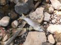 Νεκρά ψάρια στον Τράγο ποταμό- Αδιαφορία αρμοδίων για την συντελούμενη καταστροφή (photos)