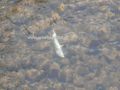 Νεκρά ψάρια στον Τράγο ποταμό- Αδιαφορία αρμοδίων για την συντελούμενη καταστροφή (photos)