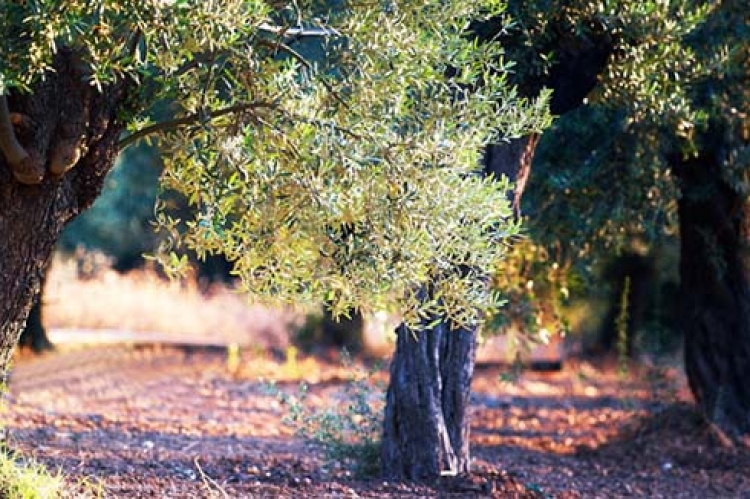 Ελιά, το ευλογημένο δέντρο του Θεού | Arcadia Portal