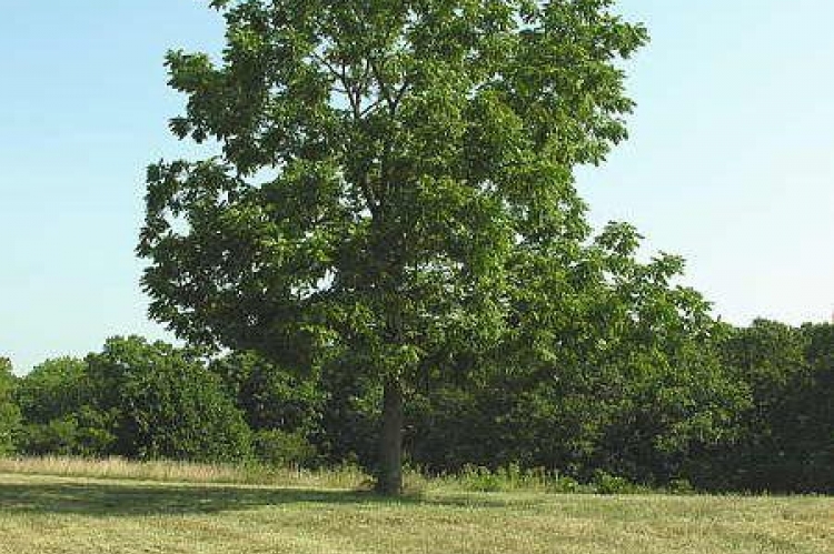 Η καρυδιά: Το κατεξοχήν δένδρο της Βυτίνας | Arcadia Portal