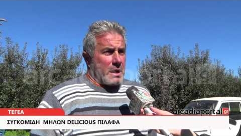 ArcadiaPortal.gr Συγκομιδή  μήλων Delicious Πιλαφά στην Τεγέα