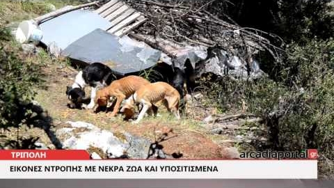 ArcadiaPortal.gr Εικόνες ντροπής με υποσιτισμένα, τραυματισμένα και νεκρά σκυλιά στην Τρίπολη